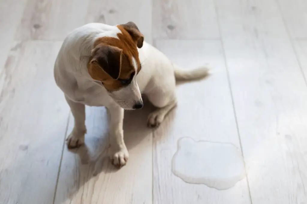 Accidental Pee