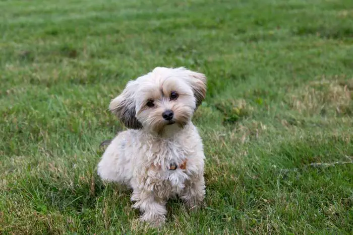 Adorable female cream and brown Morkie sitting in lawn