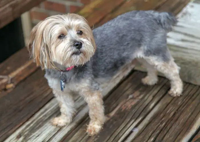 Adorable Yorkie/Maltese - Morkie