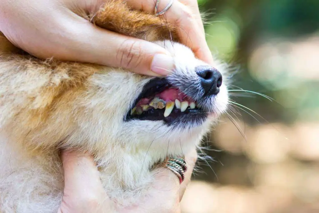 Affenhuahua dental disease