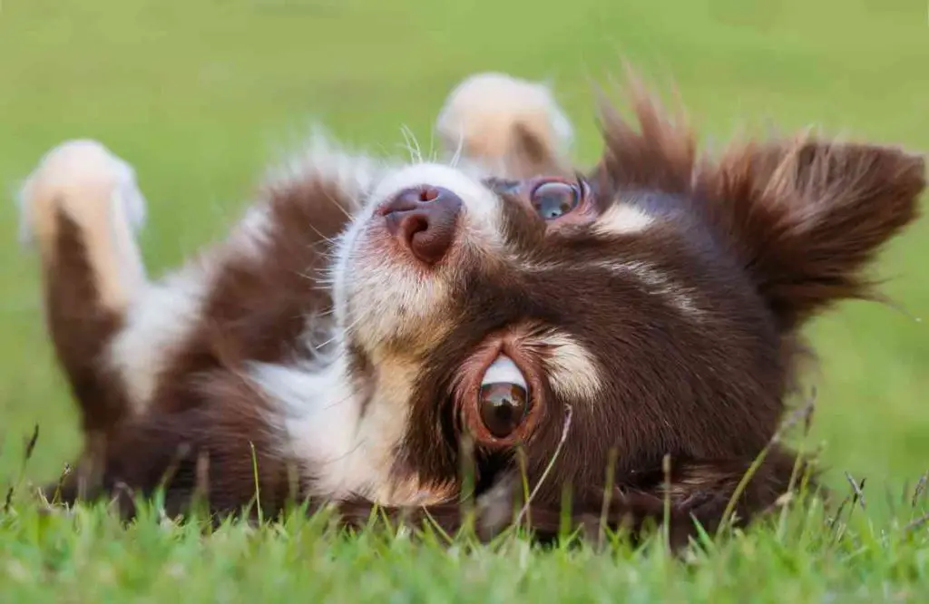 Affenhuahua dog