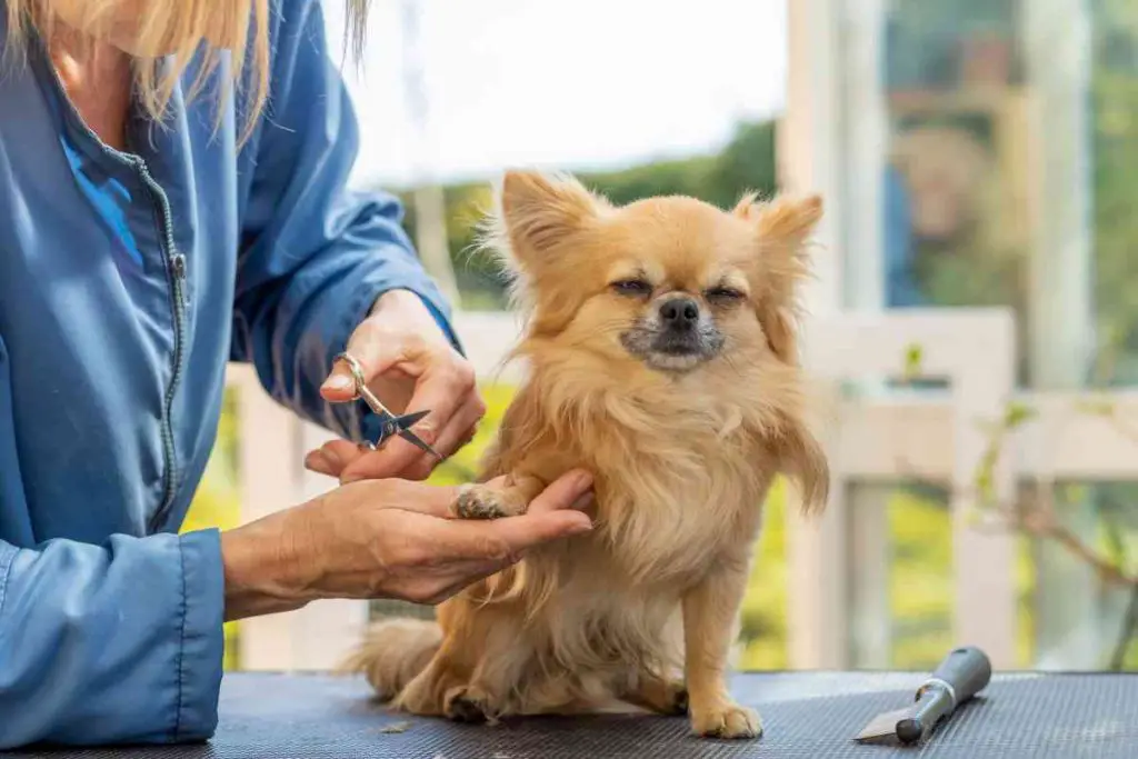 Affenhuahua dog grooming