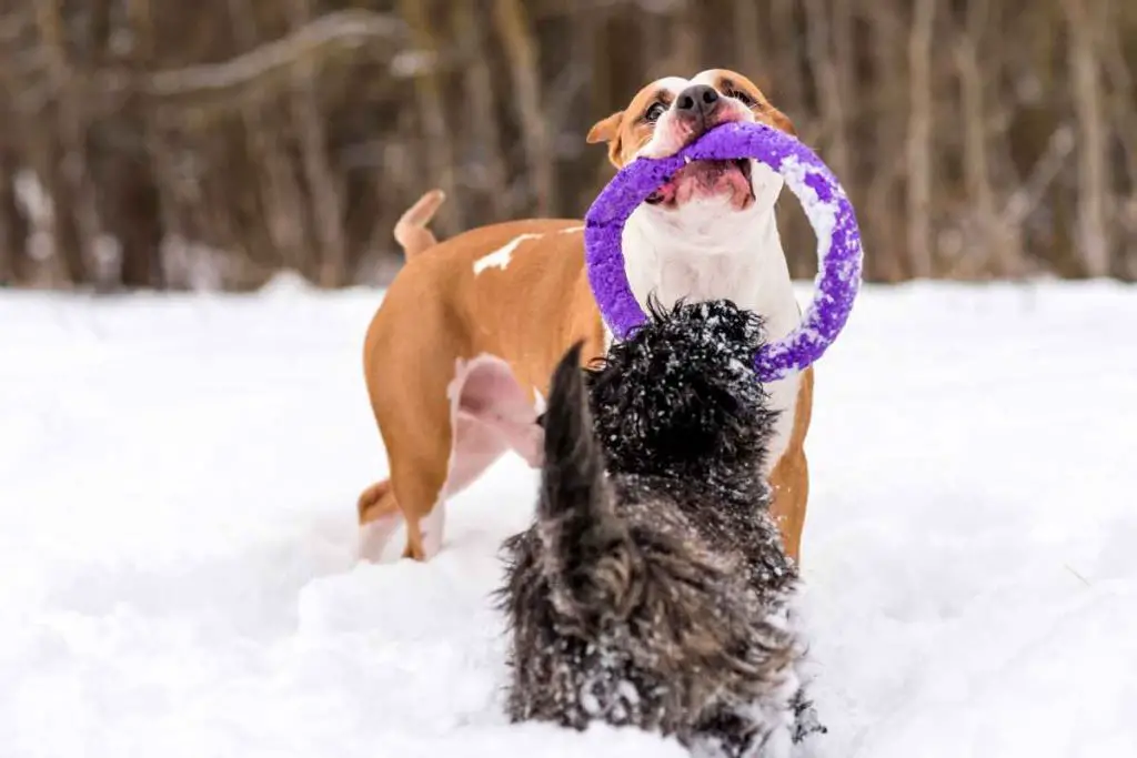 Affenhuahua playing with another dog