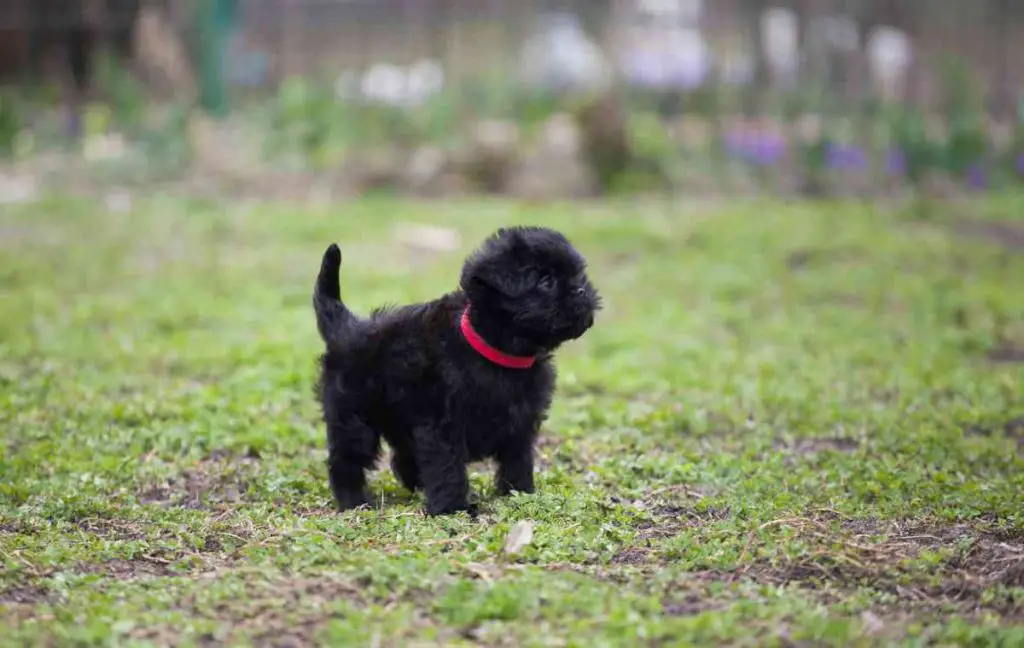 Affenhuahua puppy