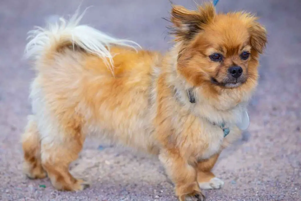 Affenhuahua