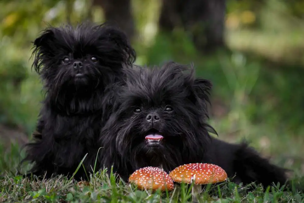 Affenpinscher Dog Breed