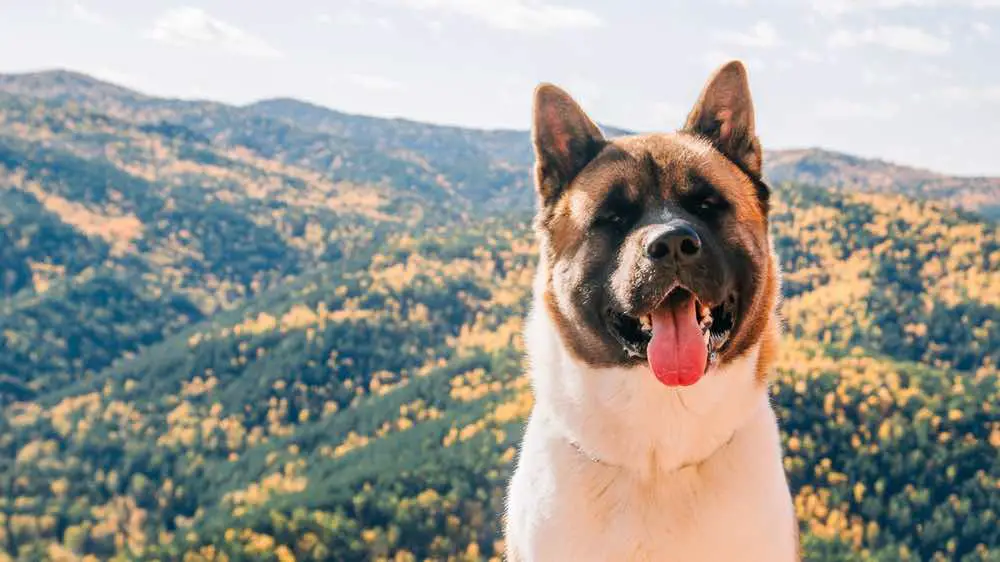 Akita Shepherd