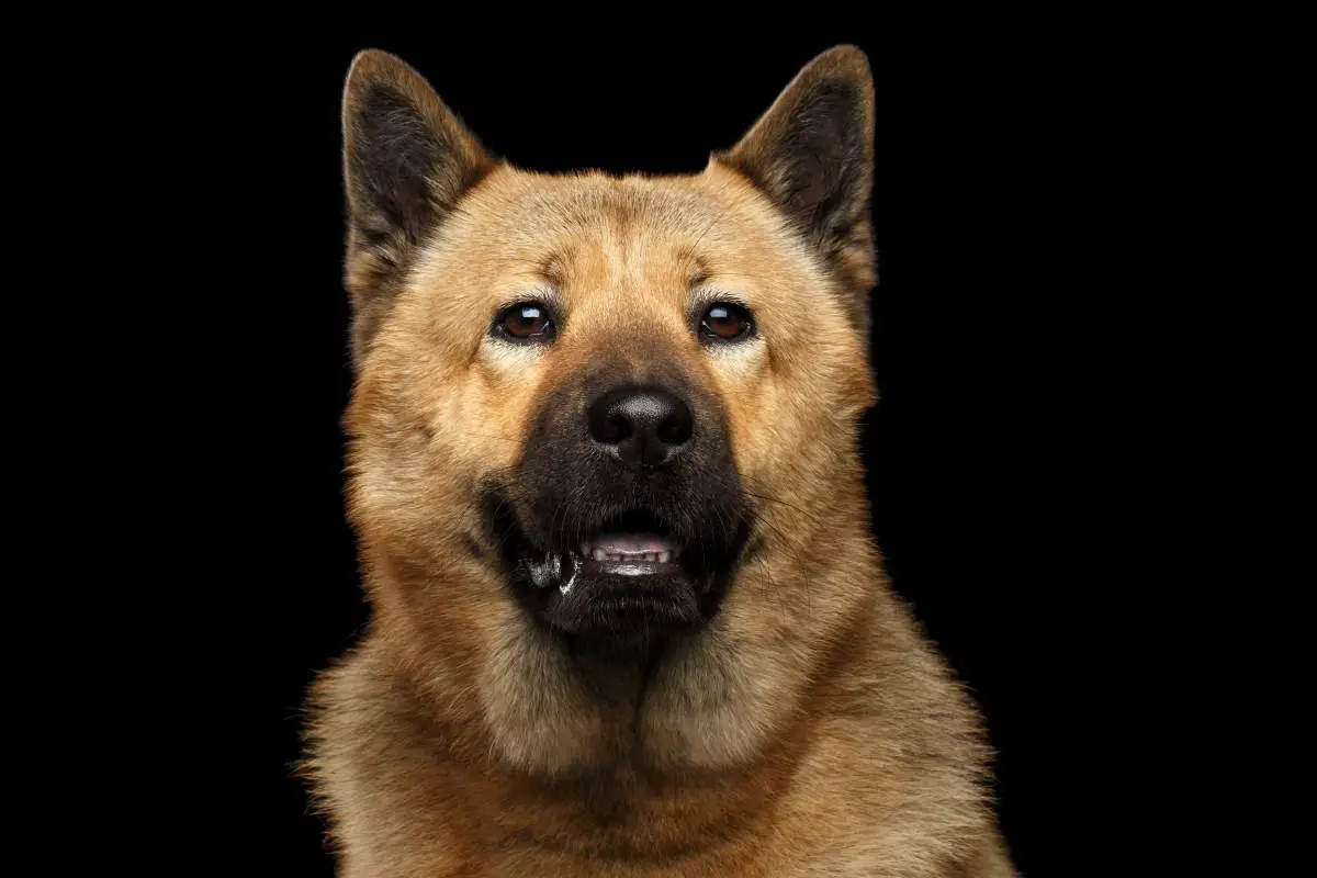 Akita Chow