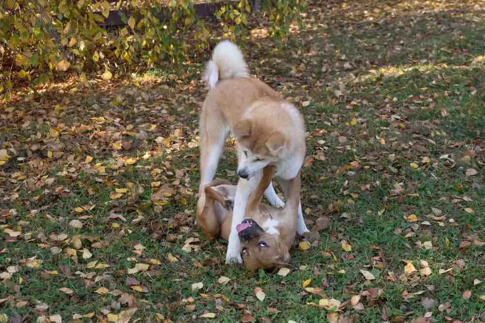 Akita Pit Dog
