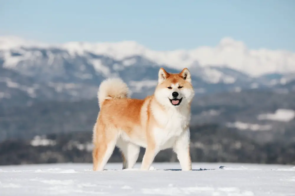 Akita