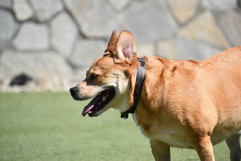 Australian Shepherd Pit Bull Mix