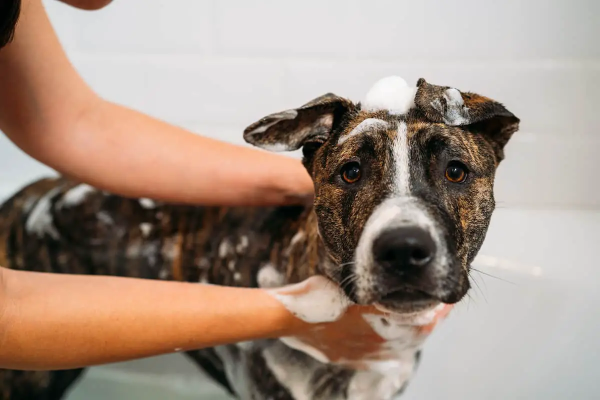 Bathing brown dog