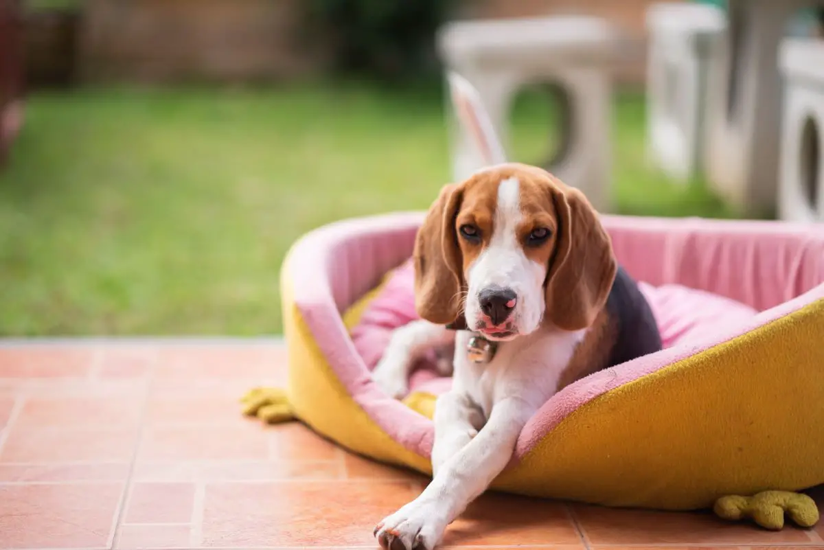 The Best Outdoor Dog Bed|Comfortable Outdoor Dog Bed|Raised Dog Bed