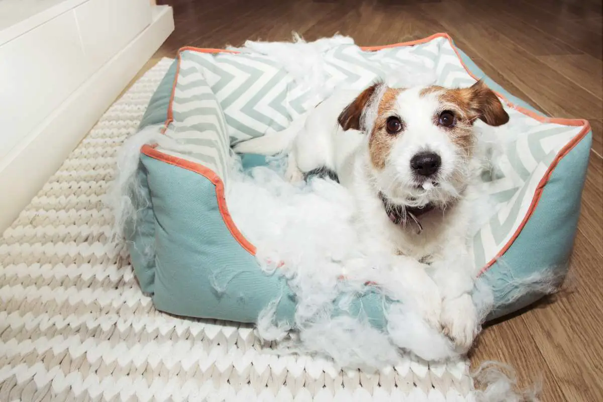 Best Dog Beds for Chewers|Dogs Chewing Pillow|Cozy Dog Sleeping