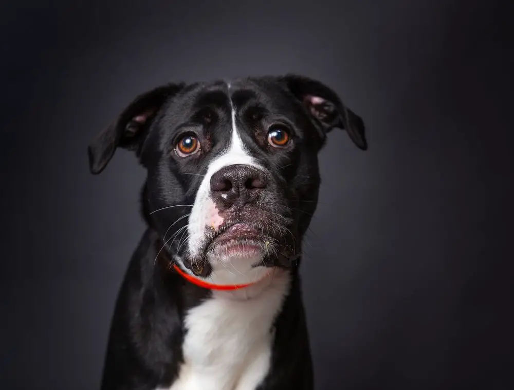 Boston Boxer Dog
