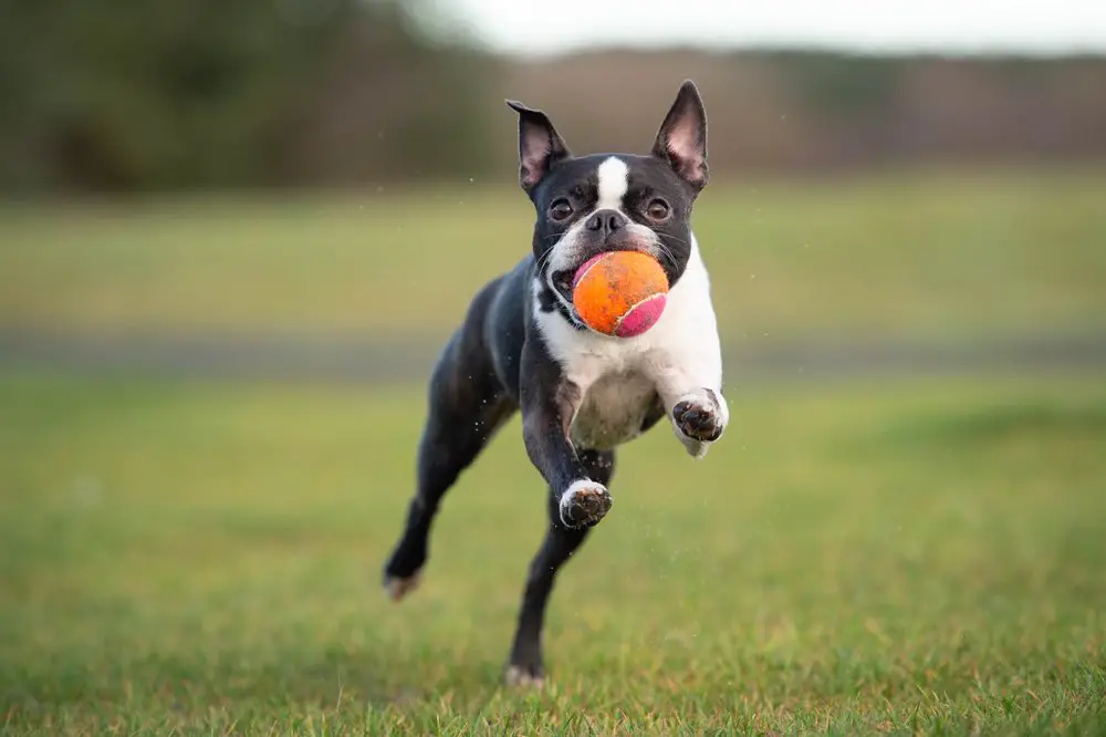 boston terrier