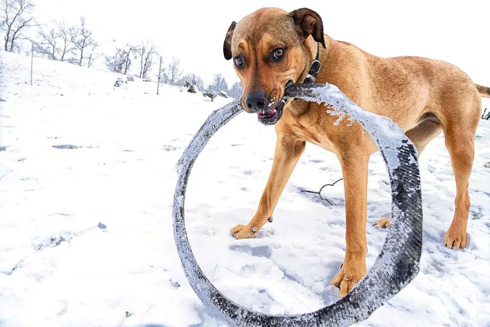 Boxweiler Rottweiler and Boxer Dog Breed