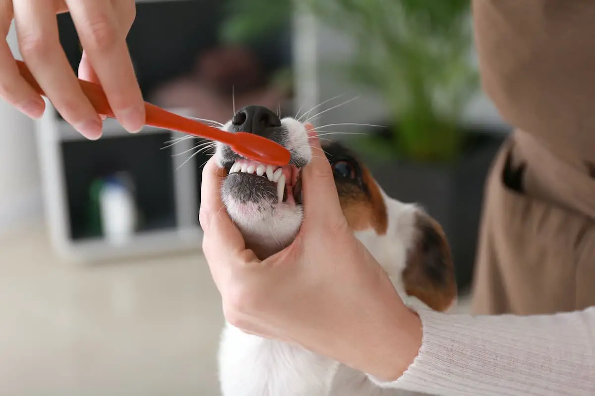 Brushing a dog's teeth