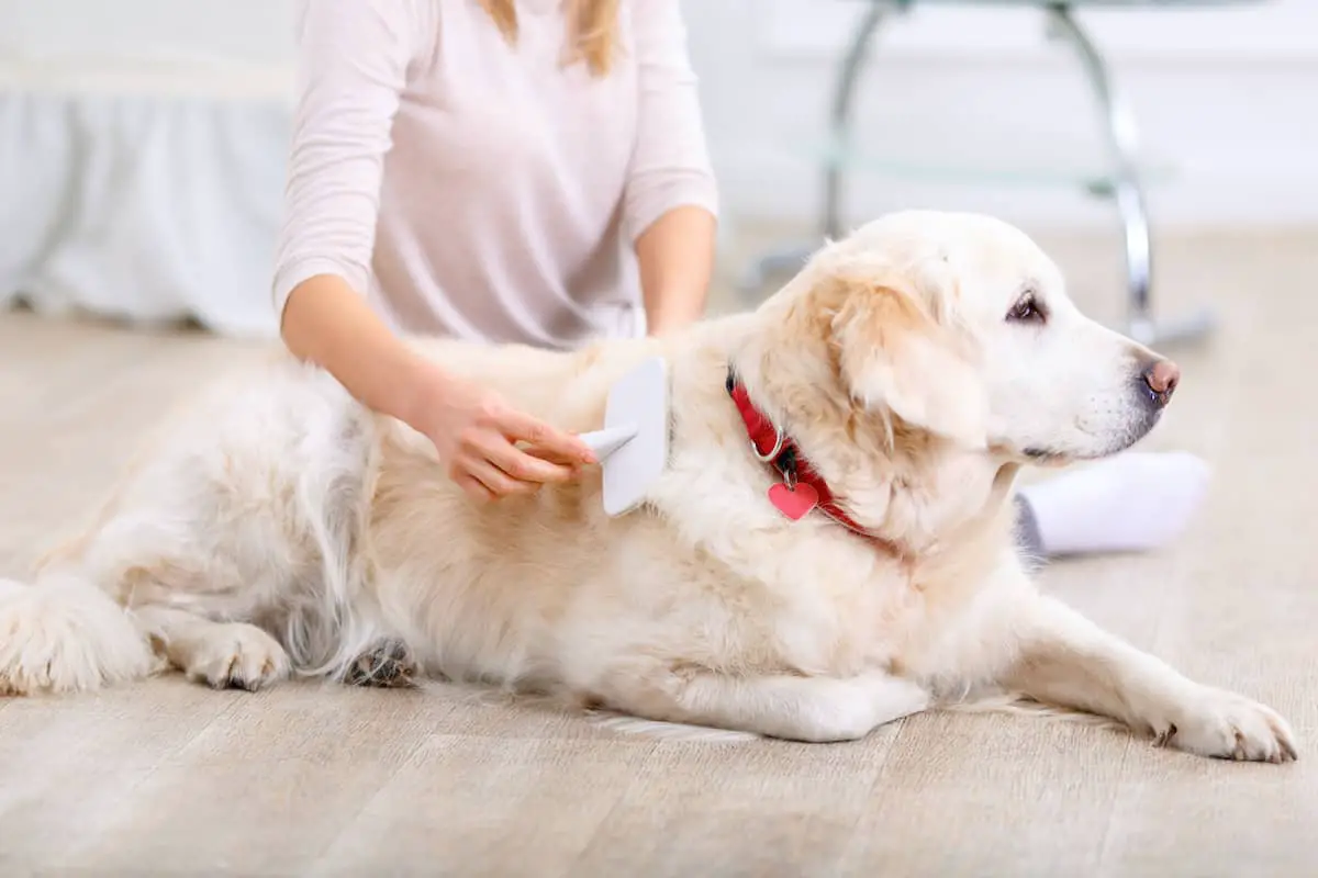 Brushing dog