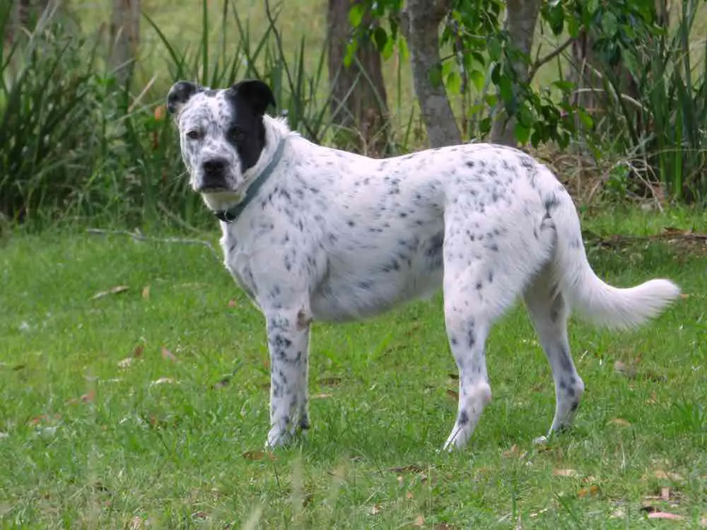 Bull Arab Dog