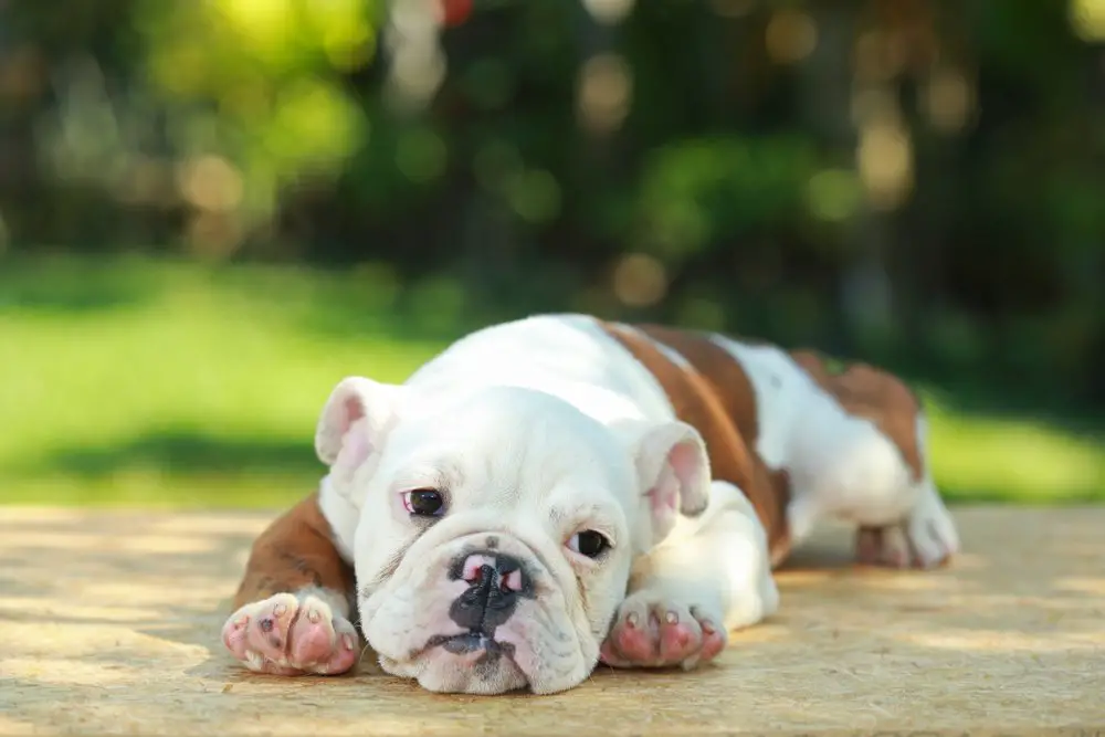 bull dog
