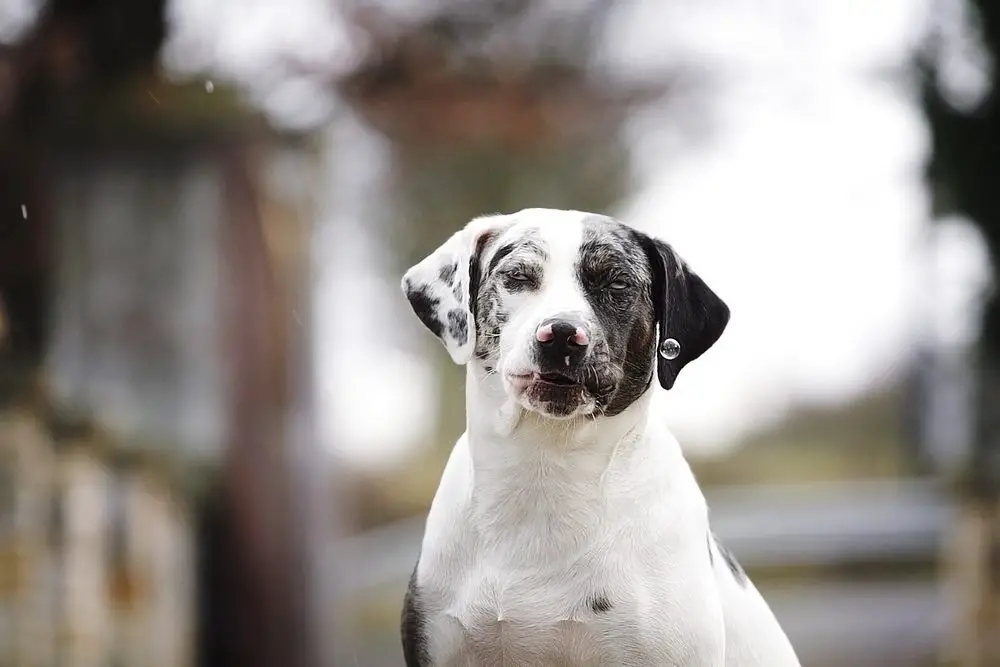 Catahoula Bulldog