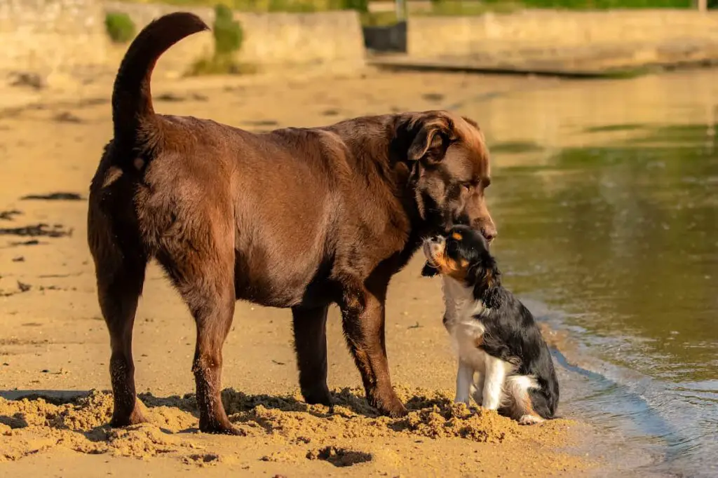 cavador parent breeds