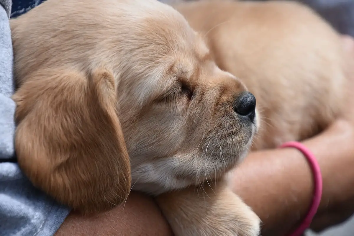 cavador parent breeds