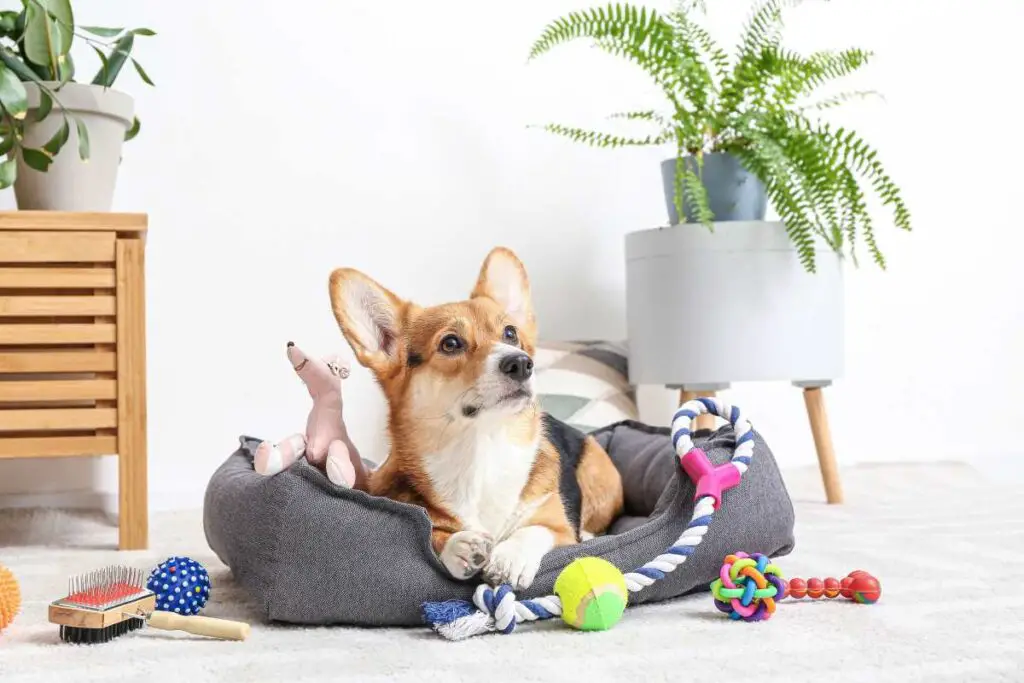 Chewable Toys
