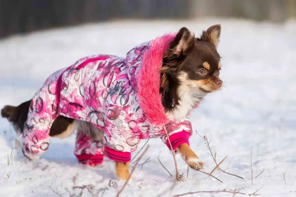 Chihuahua in a coat