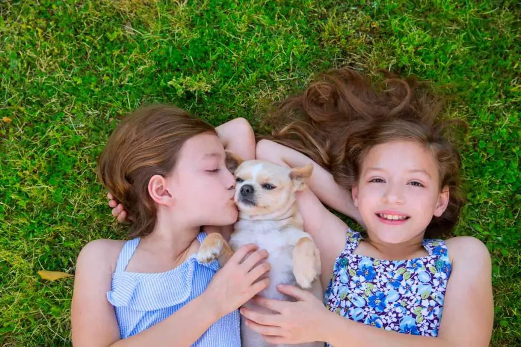affenhuahua with kids
