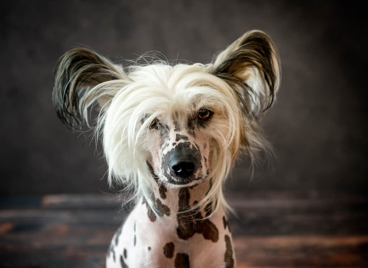 Hairless