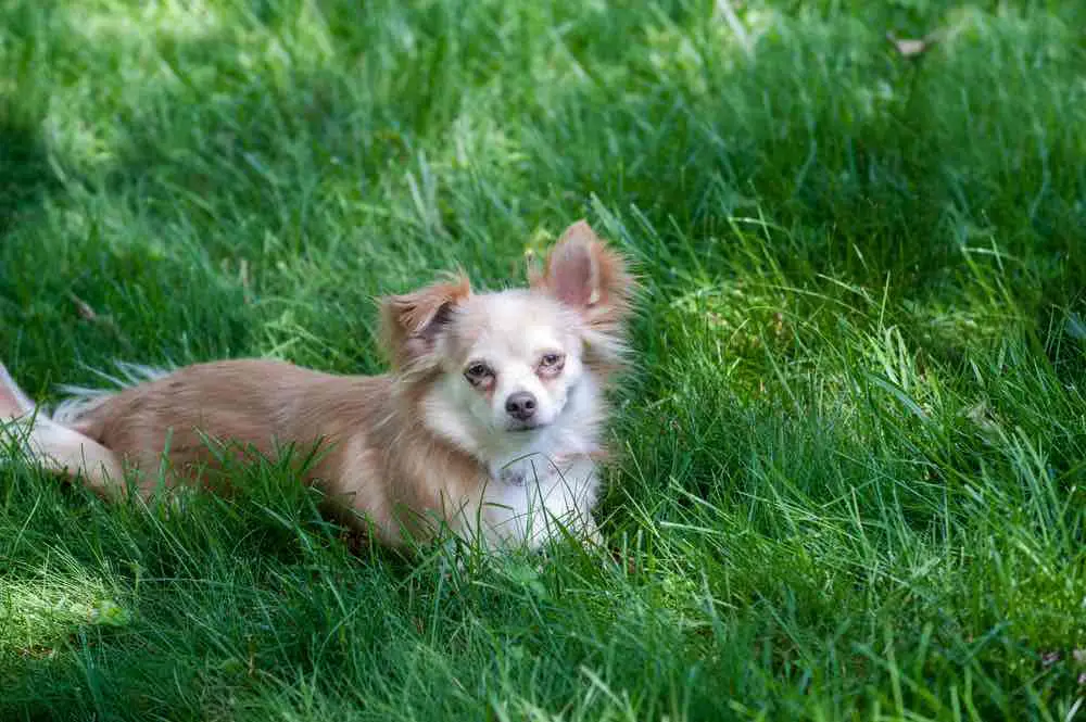 Chion Dog