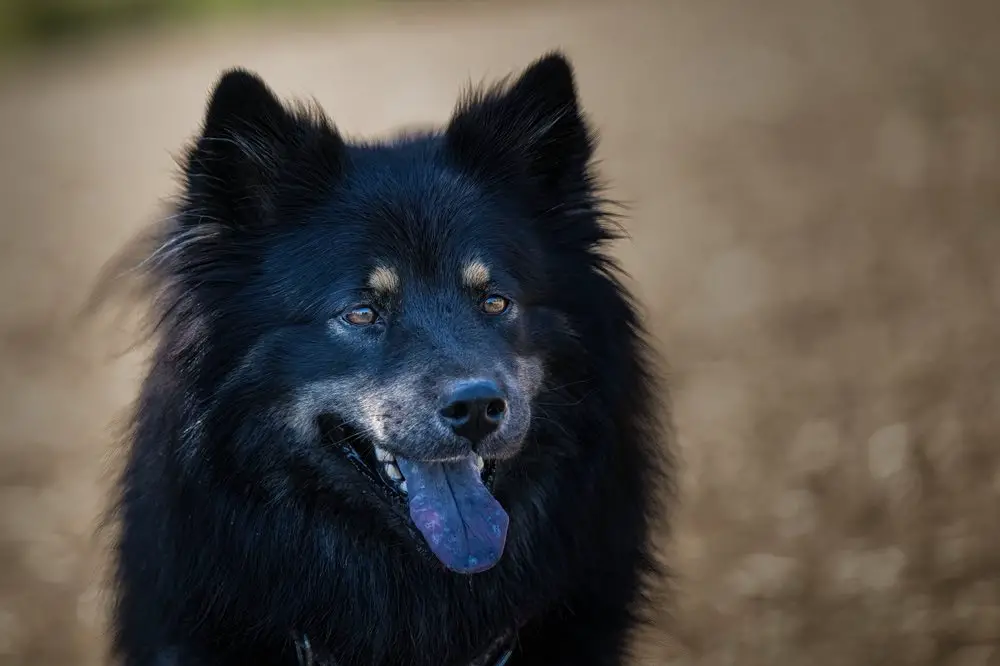 Chow Shepherd Dog
