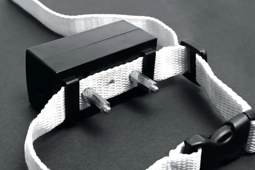Closeup of the prongs for a shock collar.