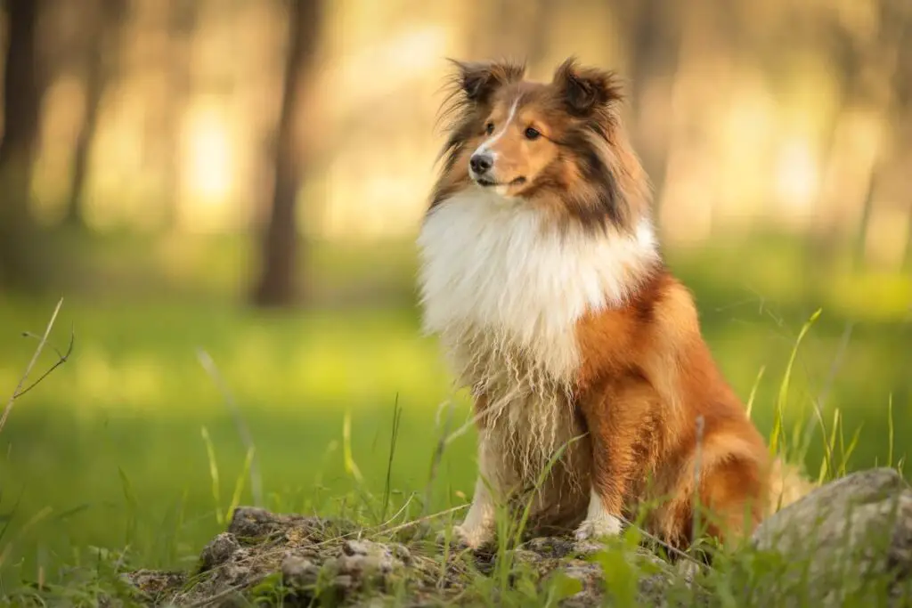 Collie