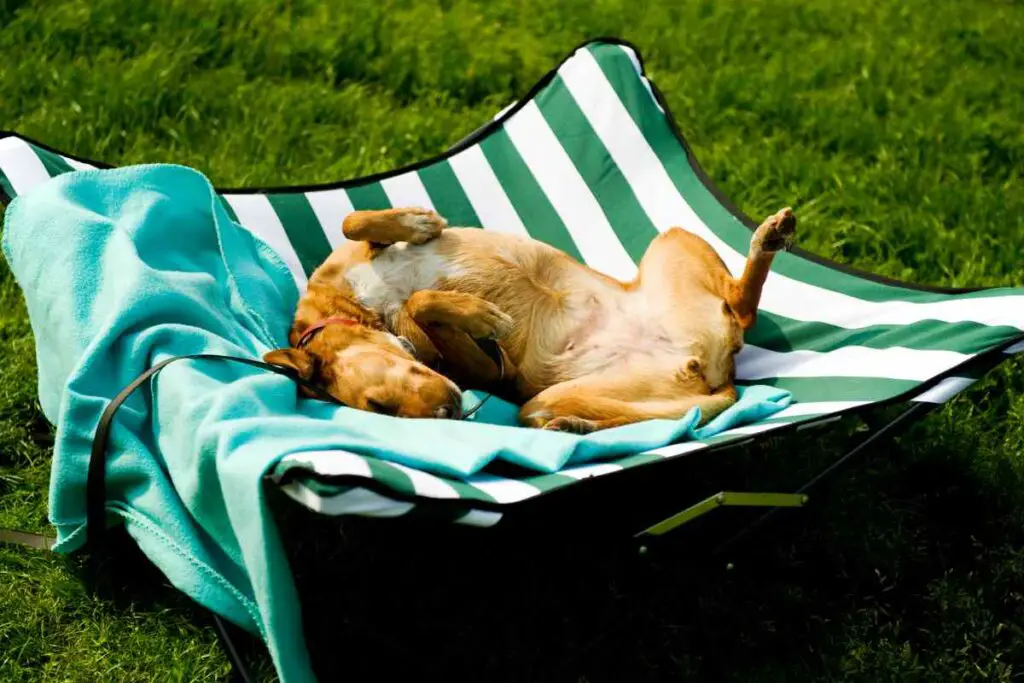 Comfortable Outdoor Dog Bed