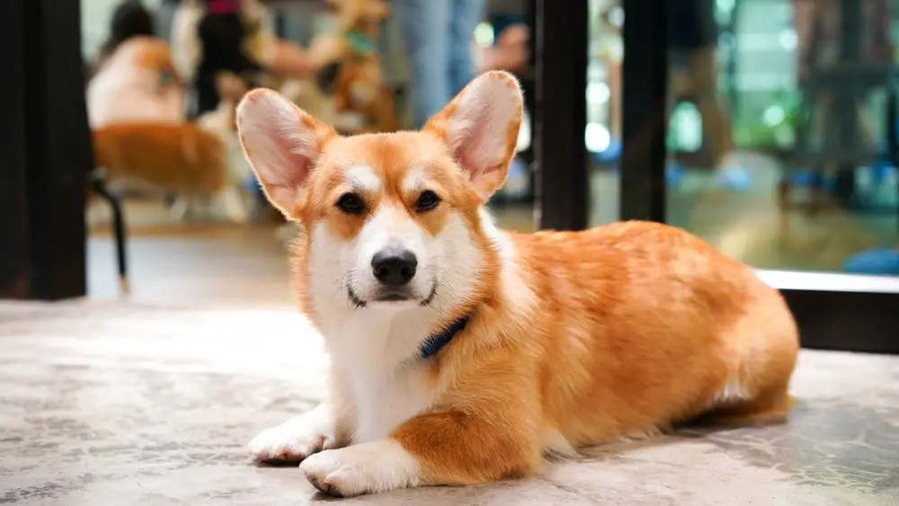 Corgi Inu