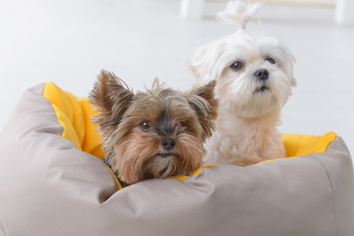 The History of the Morkie