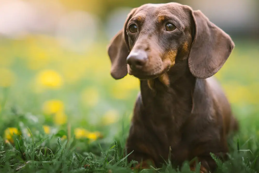 Dachshund