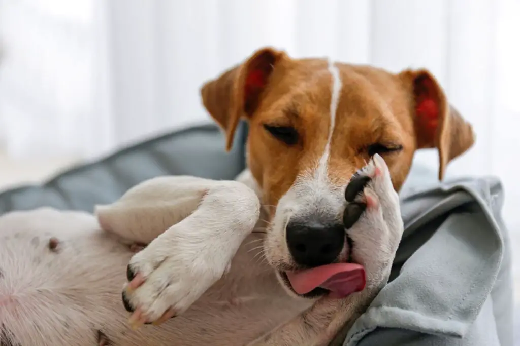 Dog