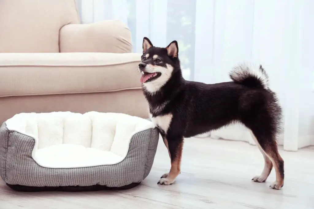 Dog Bed