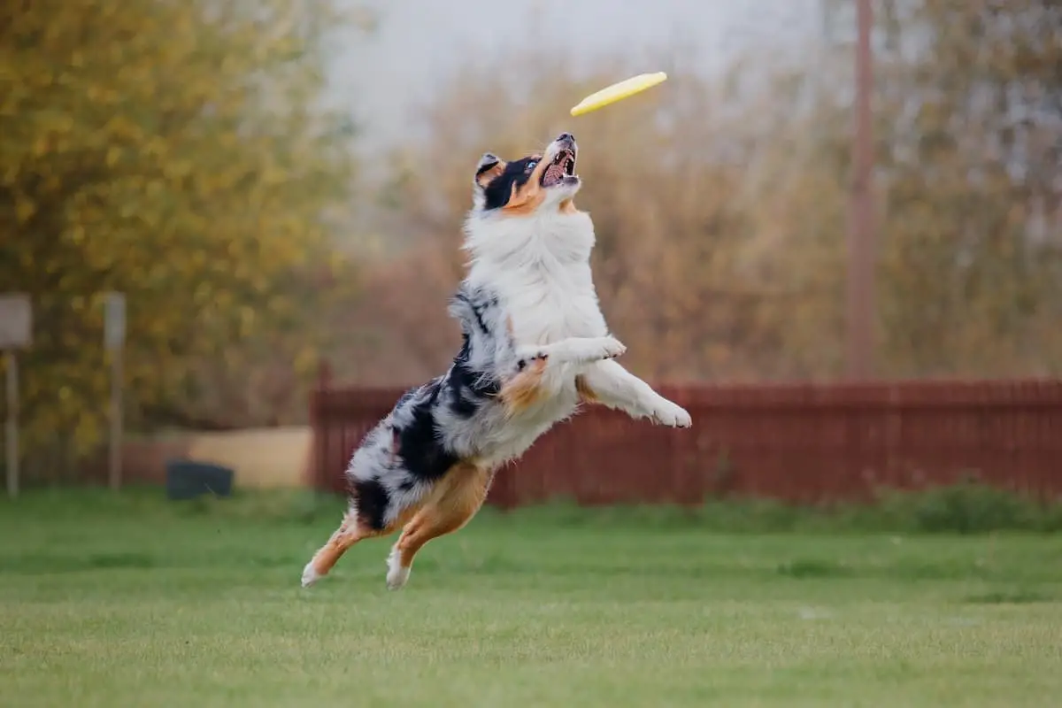 A shepher breed catching a frisbee
