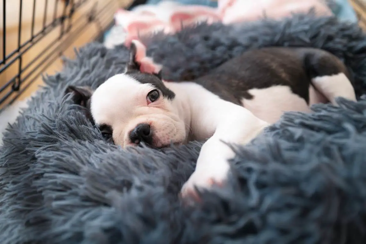 Best Bed for Dog Crate|Faux Fur Dog Bed|memory foam dog bed|Orthopedic
