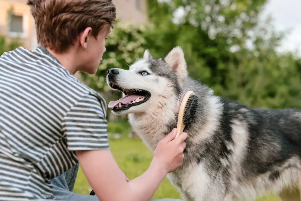 dog grooming for beginners
