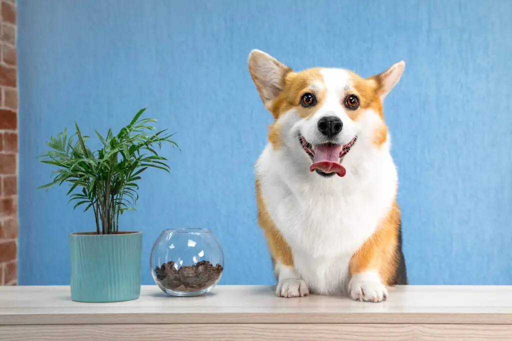 dog grooming for beginners