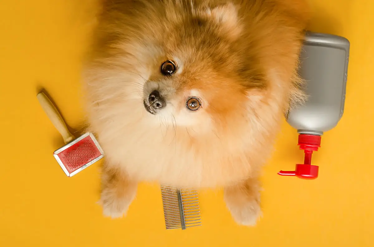 dog grooming for beginners|dog grooming for beginners|pet grooming for beginners|dog grooming for beginners 4|dog grooming for beginners
