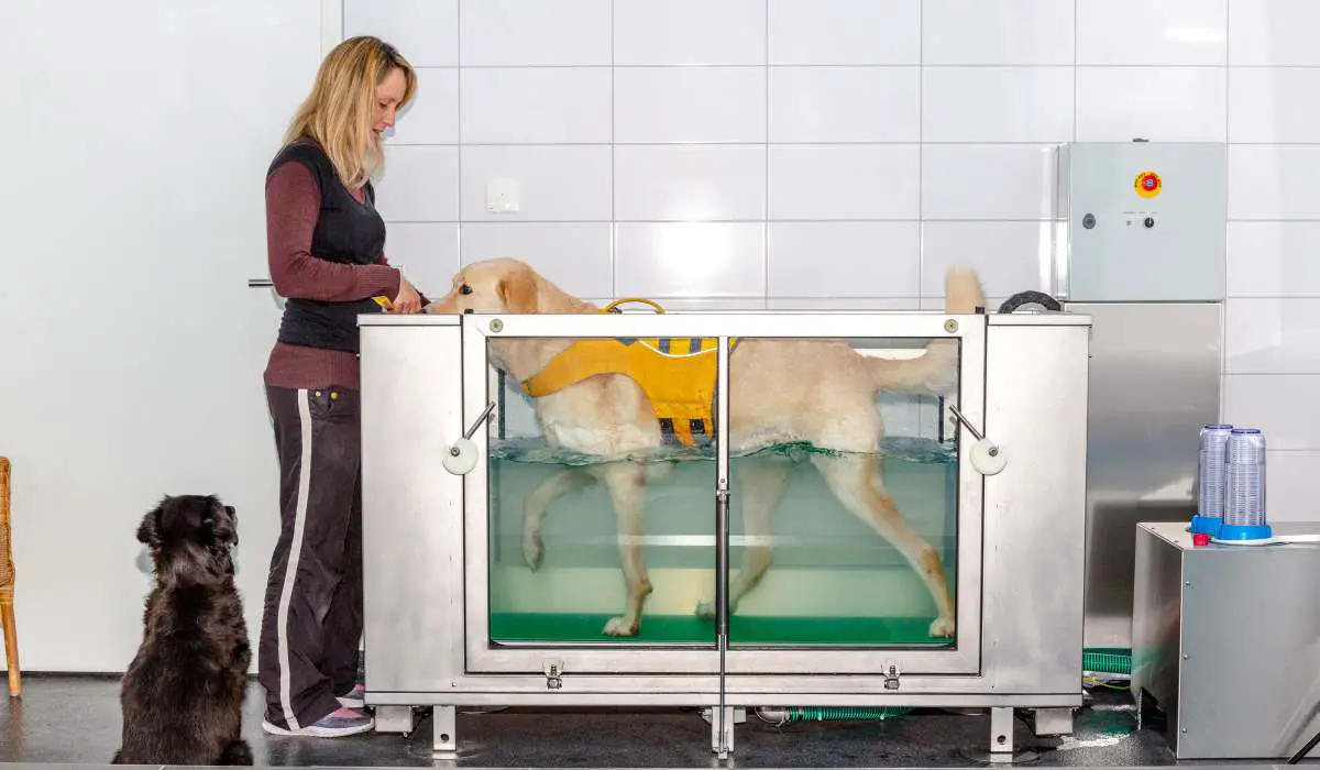 Dog Hydrotherapy|Underwater Treadmill Hydrotherapy for Dogs|Whirlpool Therapy|Vet With Dog