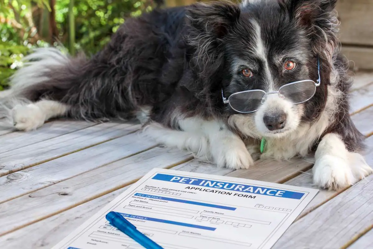 Best Dog Insurance