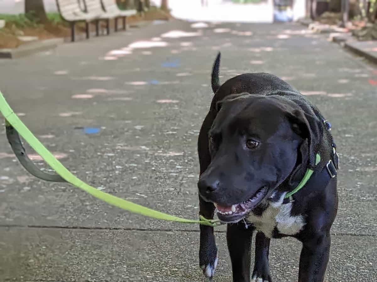 A dog wearing a front-clip harness for leash-walking.